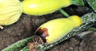 Příčiny hniloby cukety a způsoby, jak zachránit úrodu